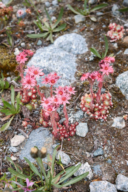 istock Sempervivum arachnoideum in bloom 1366287485