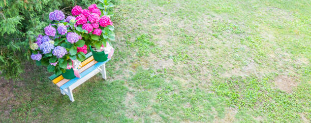 istock Ortensia flowers - Hydrangea - as decoration garden. Romantic and delicate gift. 1366287555