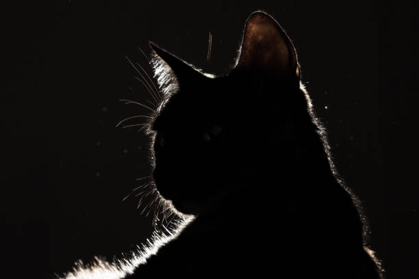 Goiânia, Goias, Brazil – January 21, 2022: The profile of a furry cat photographed in backlight. Silhouette portrait of a cat.