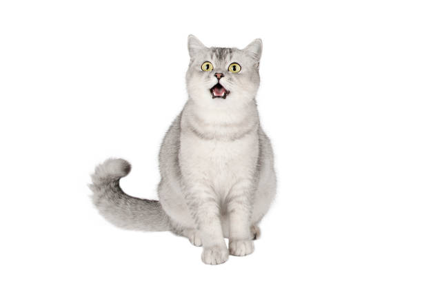 istock light gray cat with yellow eyes isolated 1366287838