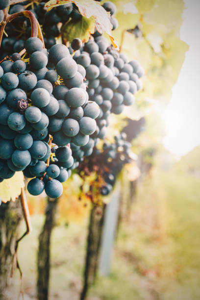 istock Natural red wine grapes in the vineyard 1366289056