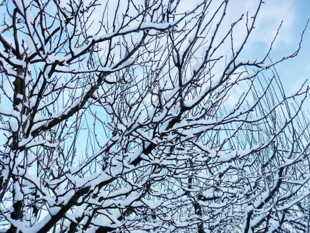istock tree with snow in the winter 1366289171