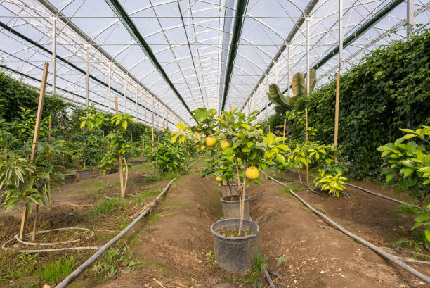 istock Variation tropical fruit and pomelos growth in tropical greenhouse. 1366289177
