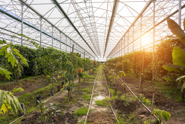 Tropical greenhouse with variation fruit trees and seedlings.
