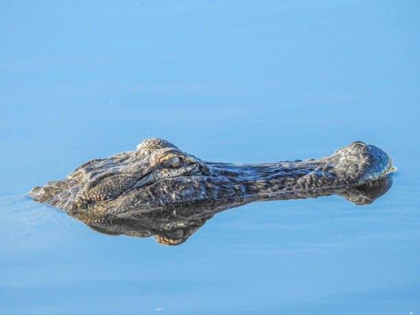istock American Alligator Hiding in Water 1366290568