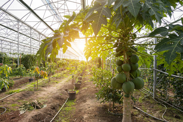 pawpaw tree em beautiful greenhouse . - papaieira - fotografias e filmes do acervo