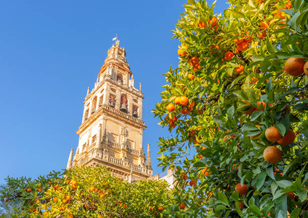 patio de giralda y naranjos, es el nombre que recibe el campanario de la catedral de santa maría de la sede de la ciudad de sevilla, en andalucía, españa. - sevilla fotografías e imágenes de stock