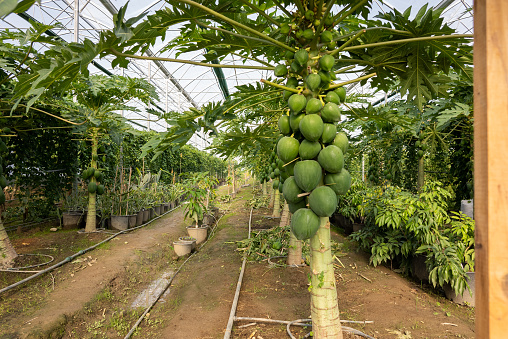 Papaya cultivation in tropical greenhouses.