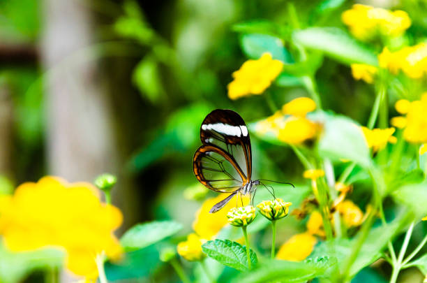 glass or mirrored butterfly, transparent) (greta oto), lepidopteron - lepidopteron imagens e fotografias de stock