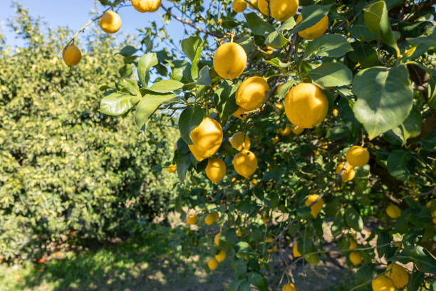 istock Bunch of fresh ripe lemons on a lemon tree branch 1366293273