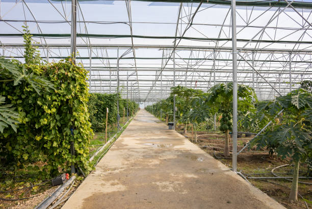 istock Beautiful Greenhouse Tropical fruit Garden . 1366293311