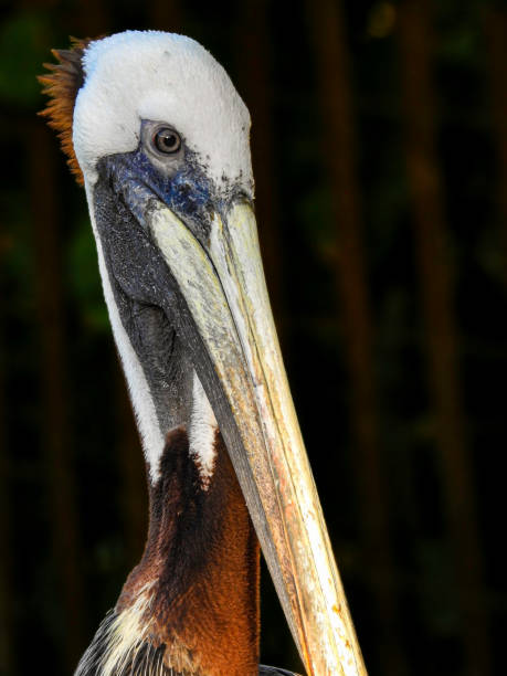 istock Brown Pelican Close-up 1366293322
