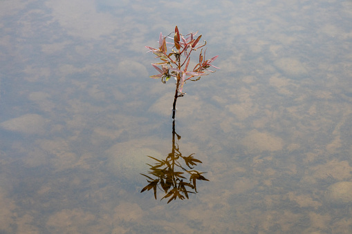 reflection and a mirror of a little plant in a big lake