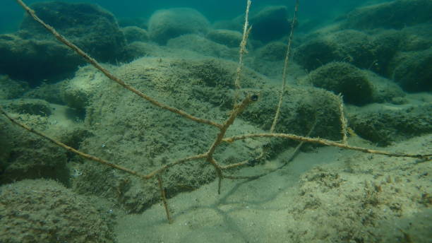 istock Tree branch on sea bottom, Aegean Sea 1366293654