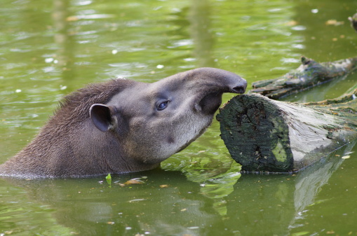 a Tapir is a mammal with a long nose, in this particular picture the tapir is reaching for a floating log