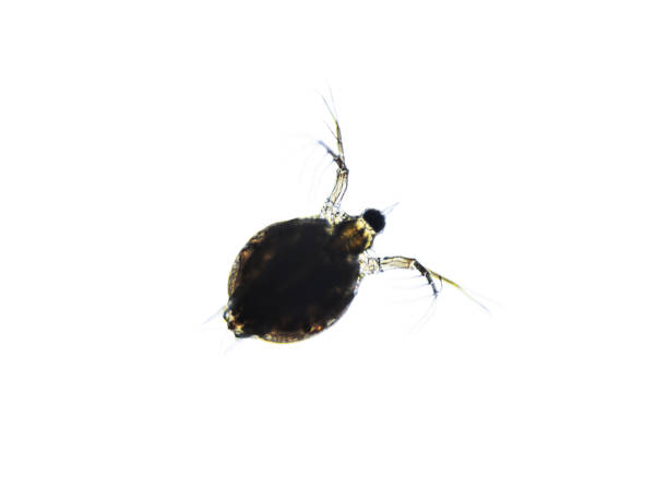 istock Microscopic image of zooplankton Water Flea Daphnia 1366294706