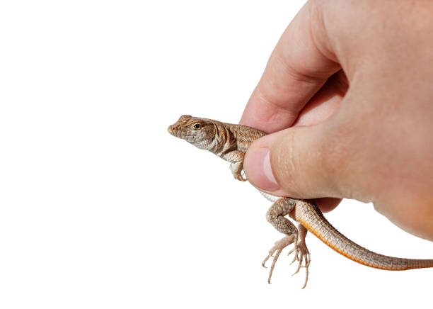 istock Wild lizard in hand on white background, caught on the beach in Sharm El Sheikh, Egypt 1366294719