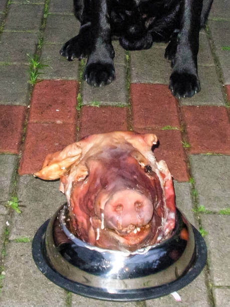 A black Labrador retriever sits in front of a feeding bowl