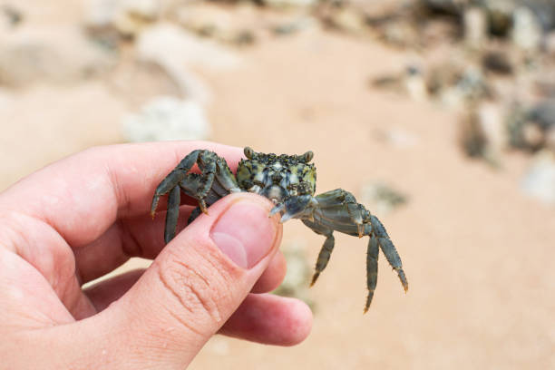 Rushing to the sea, the sand crab caught in my hand
