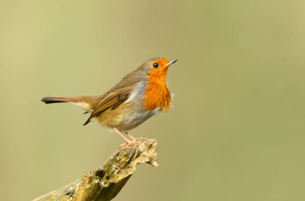 istock Robin Redbreast.  Scientific name: Erithacus rubecula.  Close up of a Robin in Winter with wind ruffling his breast feathers.  Facing right.  Clean background. 1366294921