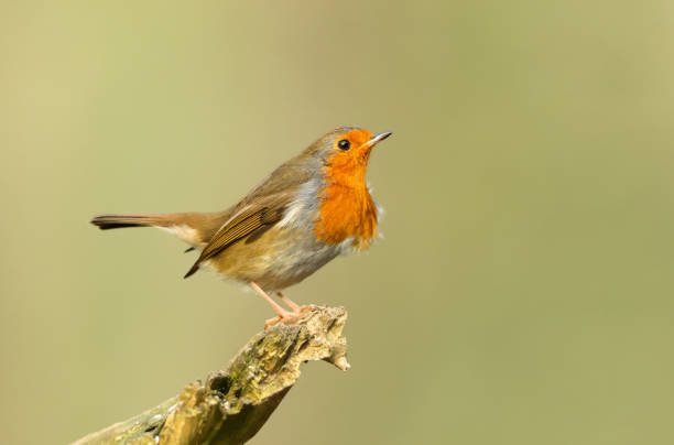 Robin Redbreast.  Scientific name: Erithacus rubecula.  Close up of a Robin in Winter with wind ruffling his breast feathers.  Facing right.  Clean background. stock photo