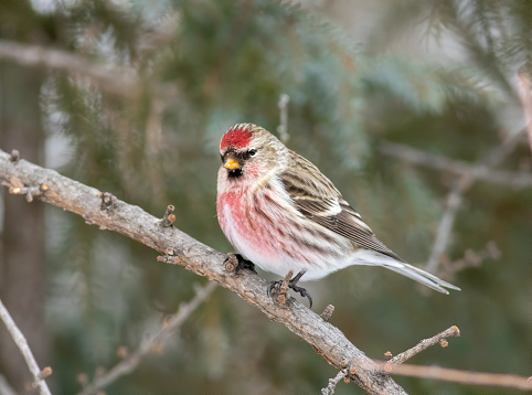 Common Redpoll perched on cold Minnesota Day