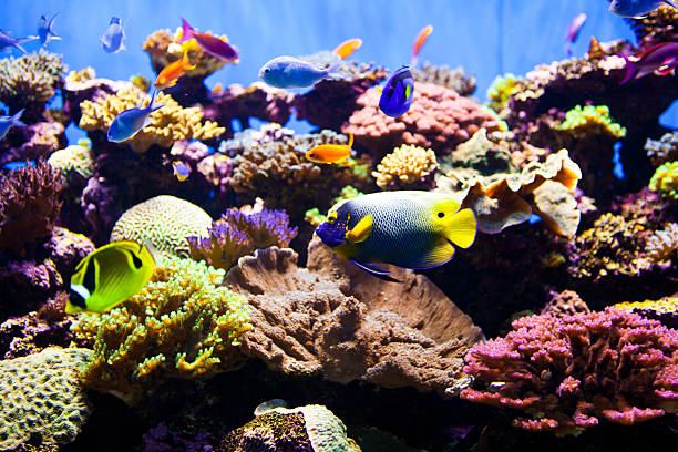 Colorful Fish Aquarium Abundance of tropical fish in an aquarium. Very colorful ocean fish with live coral.  armored tank photos stock pictures, royalty-free photos & images