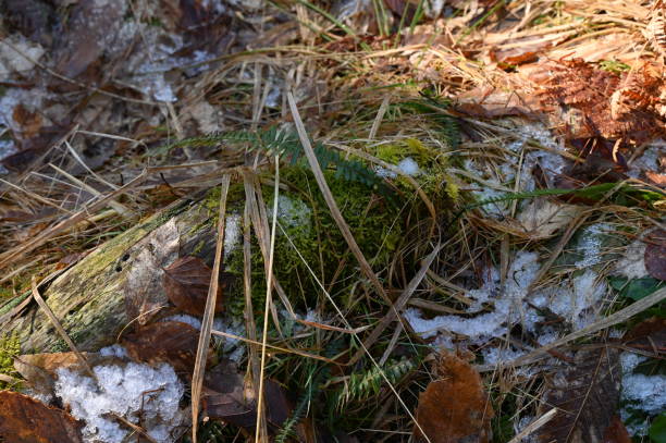 istock Winter detail from forest floor 1366298052