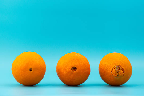 ugly and normal oranges on a blue background, concept of different stages of hemorrhoids. ugly and normal oranges on a blue background, concept of different stages of hemorrhoids painfully stock pictures, royalty-free photos & images