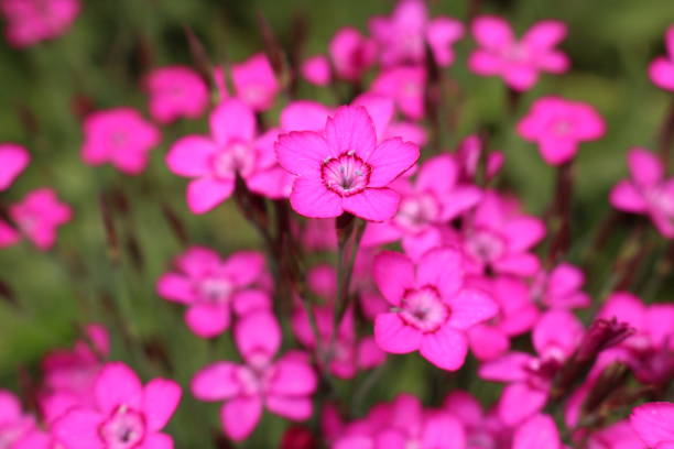lila "dianthus" blüten - prachtnelke stock-fotos und bilder