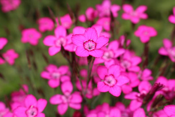 istock Purple 