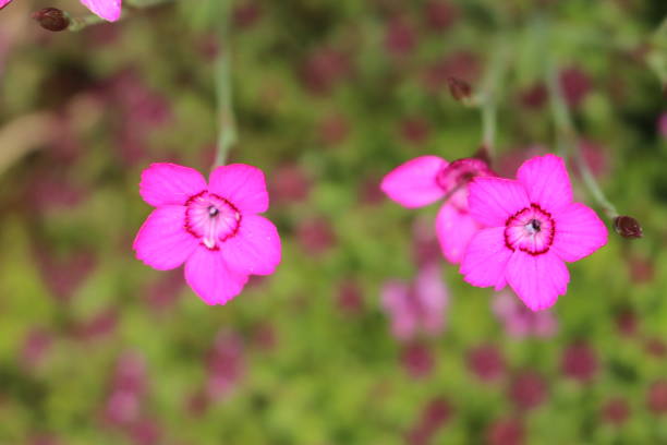 lila "dianthus" blüten - prachtnelke stock-fotos und bilder