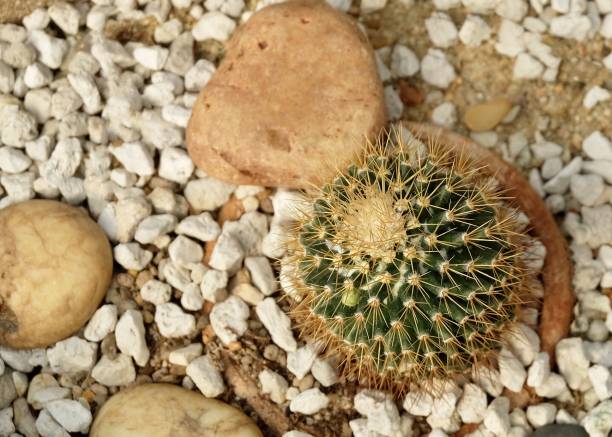 parodia aureispina cactus plante dans le jardin tropical - grusonii photos et images de collection