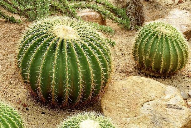 echinocactus grusonii plantes de cactus dans le jardin tropical - grusonii photos et images de collection