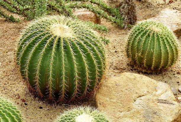 echinocactus grusonii kaktus rośliny w ogrodzie tropikalnym - grusonii zdjęcia i obrazy z banku zdjęć