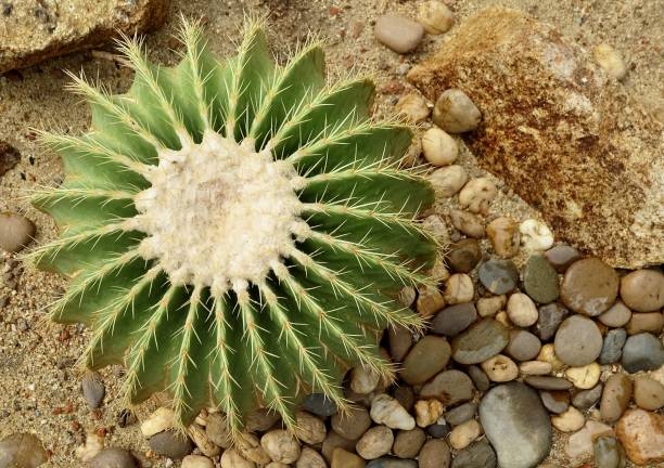 istock Echinocactus Grusonii Cactus Plant in Tropical Garden 1366300353