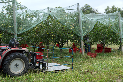 an intensive organic cultivation of apples covered with anti-hail antiparasitic net