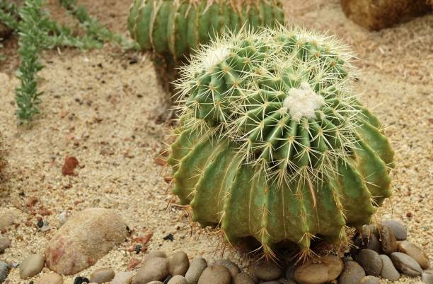 istock Echinocactus Grusonii Cactus Plants in Tropical Garden 1366300573