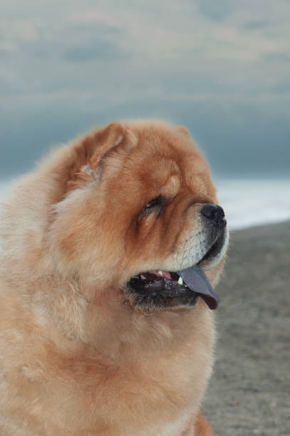 istock Chow chow purebred dog brown color 1366300673