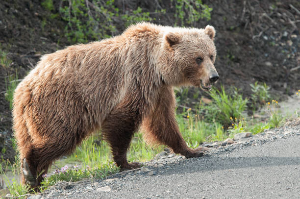 istock Female grizzly bear - North America 1366300814