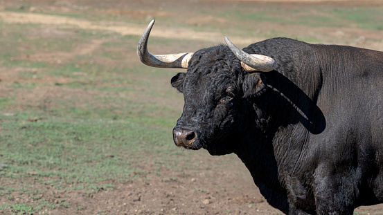 A large male African buffalo looking menacingly in the Ngorongoro National Park crater with lake in the background - Tanzania