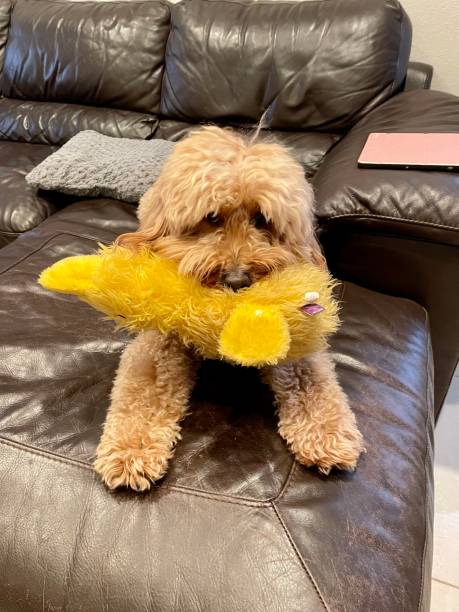 istock Puppy’s Favorite Toy 1366302137