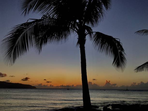 istock Haleiwa Beach golden sunset w/palms silhouetted 1366302520