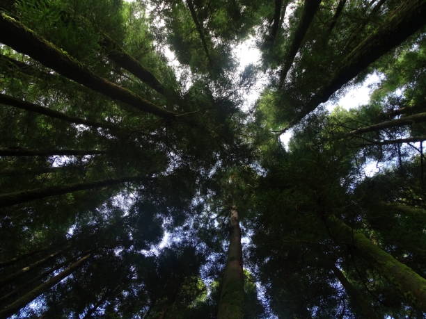istock Japanese cedar trees, view from bottom to top, sky in background. 1366302624