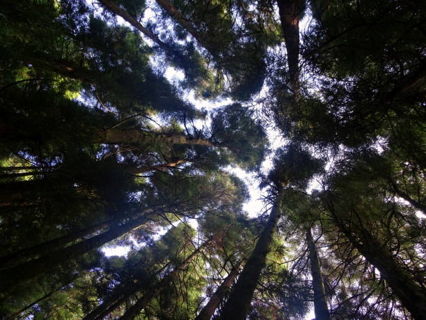 istock Japanese cedar trees, view from bottom to top, sky in background. 1366302626
