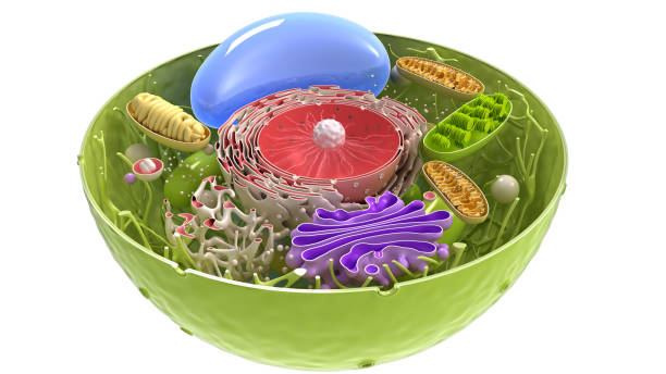 Plant Cell structure 3d Plant Cell structure isolated on white background endoplasmic reticulum stock pictures, royalty-free photos & images