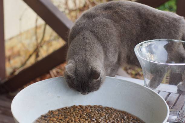 istock gray cat eats brown wet food from a large white bowl 1366303457
