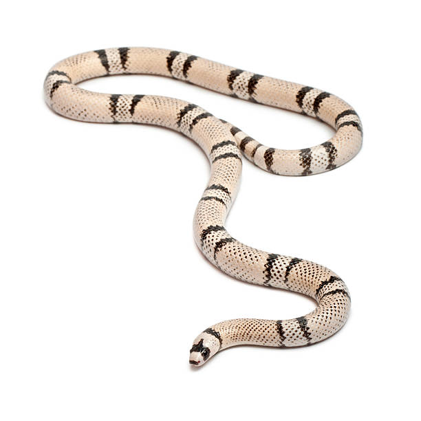 istock Ghost Honduran milk snake, Lampropeltis triangulum hondurensis 136630393