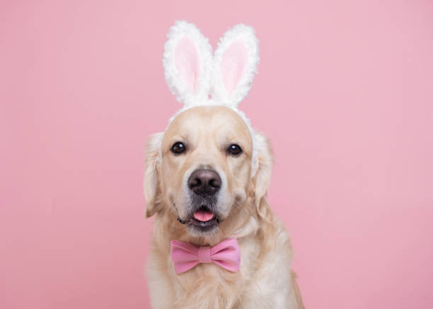 un perro con un disfraz de conejito sentado sobre un fondo rosa. golden retriever celebrando la pascua y mirando a la cámara con espacio para el texto. tarjeta de pascua con una mascota. - disfraz de conejo fotografías e imágenes de stock