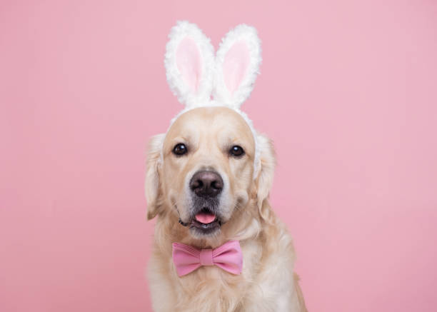 un cane in un costume da coniglio seduto su uno sfondo rosa. golden retriever che celebra la pasqua e guarda nella fotocamera con spazio per il testo. cartolina di pasqua con un animale domestico. - costume da coniglietto foto e immagini stock